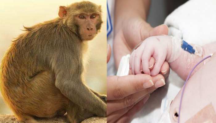 दिल्ली : संगम विहार में बंदर ने नवजात को छत पर फेंका, अस्पताल में हुई मौत दिल्ली : संगम विहार में बंदर ने नवजात को छत पर फेंका, अस्पताल में हुई मौत