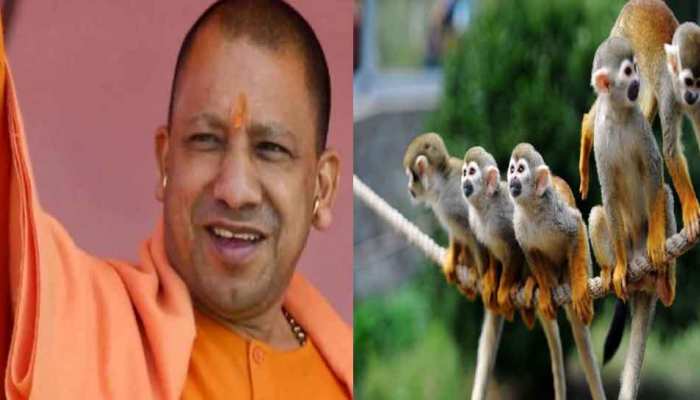 बंदरों से परेशान मथुरावासियों को सीएम योगी ने दिया खास मंत्र, जानिए बंदरों से परेशान मथुरावासियों को सीएम योगी ने दिया खास मंत्र, जानिए