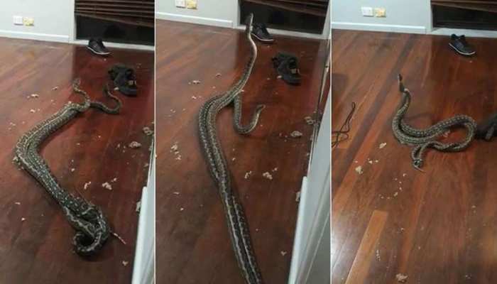 अपने 'प्यार' के लिए लड़ते हुए बेडरूम में पहुंचे दो सांप, VIDEO हुआ वायरल अपने 'प्यार' के लिए लड़ते हुए बेडरूम में पहुंचे दो सांप, VIDEO हुआ वायरल