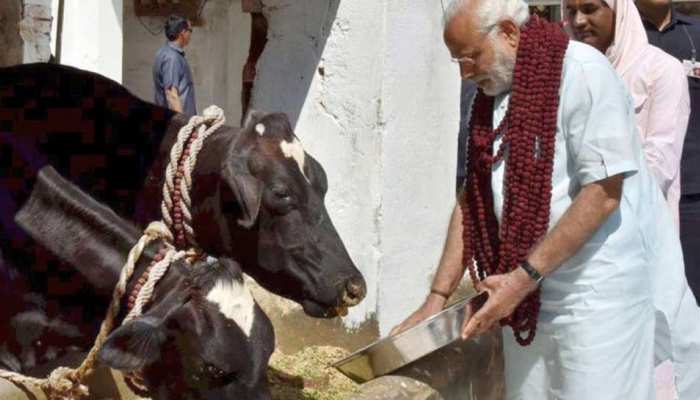 पीएम की वीडियो कॉन्फ्रेंसिंग के लिए गौशाला में सजा दिया मंच, 450 गायों को निकाला बाहर, 8 की मौत पीएम की वीडियो कॉन्फ्रेंसिंग के लिए गौशाला में सजा दिया मंच, 450 गायों को निकाला बाहर, 8 की मौत