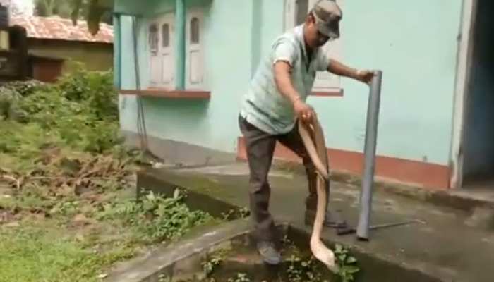 VIDEO: घर में घुसकर किंग कोबरा ने मचाई सनसनी, ऐसे निकाला गया बाहर VIDEO: घर में घुसकर किंग कोबरा ने मचाई सनसनी, ऐसे निकाला गया बाहर