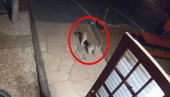 जब होटल में घुस आया पहाड़ी शेर, सामने आया रोंगटे खड़े करने वाला VIDEO जब होटल में घुस आया पहाड़ी शेर, सामने आया रोंगटे खड़े करने वाला VIDEO