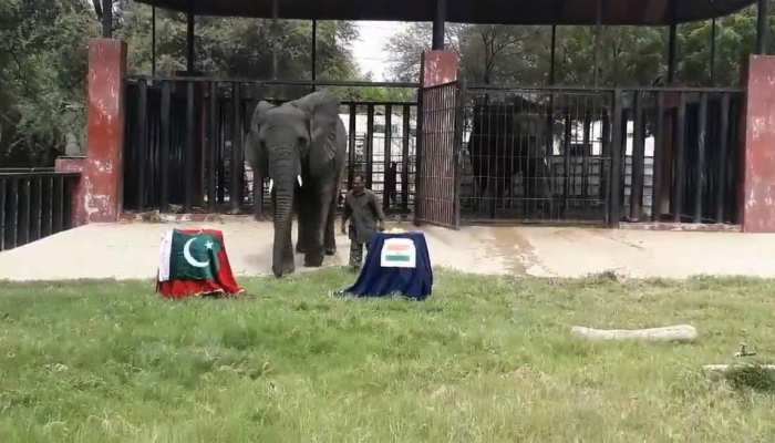 INDvsPAK : फुटबॉल के बाद क्रिकेट में भी भविष्यवाणी, जानें पाकिस्तान के हाथी ने किसे बताया विजेता, देखें VIDEO INDvsPAK : फुटबॉल के बाद क्रिकेट में भी भविष्यवाणी, जानें पाकिस्तान के हाथी ने किसे बताया विजेता, देखें VIDEO