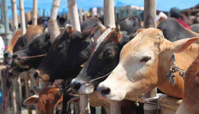 उत्तराखंड विधानसभा में गाय को राष्ट्रमाता बनाने का संकल्प पास, केंद्र को भेजा जाएगा प्रस्ताव उत्तराखंड विधानसभा में गाय को राष्ट्रमाता बनाने का संकल्प पास, केंद्र को भेजा जाएगा प्रस्ताव