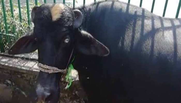 पाकिस्तान ने पीएम हाउस की 8 भैंसे बेचकर कमाए 23 लाख रुपए, गाड़ियों की नीलामी से मिले करोड़ों पाकिस्तान ने पीएम हाउस की 8 भैंसे बेचकर कमाए 23 लाख रुपए, गाड़ियों की नीलामी से मिले करोड़ों