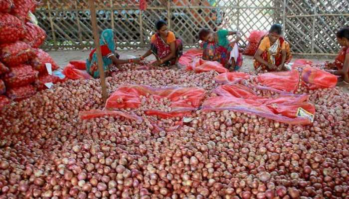 किल्लत में फिर रुलाएगा प्याज, गोडाउन में पड़े-पड़े सड़ गया सैकड़ों टन किल्लत में फिर रुलाएगा प्याज, गोडाउन में पड़े-पड़े सड़ गया सैकड़ों टन