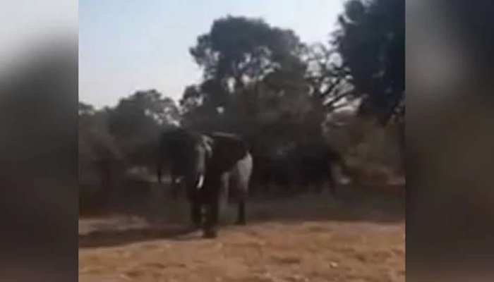 VIDEO : जंगल में खींच रहे थे जानवरों की तस्वीर, हाथी का गुस्सा देख कांपे लोग VIDEO : जंगल में खींच रहे थे जानवरों की तस्वीर, हाथी का गुस्सा देख कांपे लोग