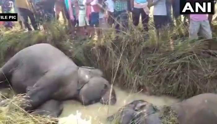 ओडिशा : CM पटनायक ने 7 हाथियों की मौत की जांच क्राइम ब्रांच को सौंपी, 6 अफसर सस्पेंड, 1 बर्खास्त ओडिशा : CM पटनायक ने 7 हाथियों की मौत की जांच क्राइम ब्रांच को सौंपी, 6 अफसर सस्पेंड, 1 बर्खास्त