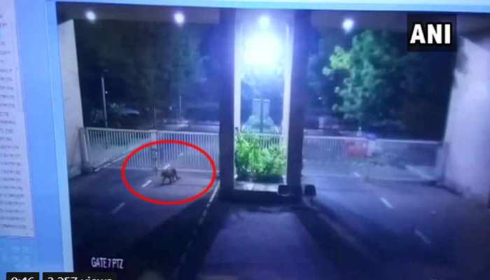 VIDEO: आधी रात को गुजरात विधानसभा में घुसा तेंदुआ, सर्च ऑपरेशन में जुटी 100 लोगों की टीम VIDEO: आधी रात को गुजरात विधानसभा में घुसा तेंदुआ, सर्च ऑपरेशन में जुटी 100 लोगों की टीम