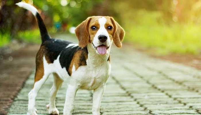 चीन में कुत्तों को टहलाने पर बनाए कड़े नियम, पार्कों, स्टेडियम में ले जाने पर रोक चीन में कुत्तों को टहलाने पर बनाए कड़े नियम, पार्कों, स्टेडियम में ले जाने पर रोक