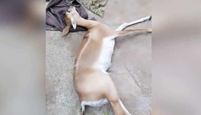 महाराष्ट्र : अस्पताल के बाहर 4 घंटे तड़पने के बाद हिरण की मौत, नहीं पहुंचे डॉक्टर महाराष्ट्र : अस्पताल के बाहर 4 घंटे तड़पने के बाद हिरण की मौत, नहीं पहुंचे डॉक्टर