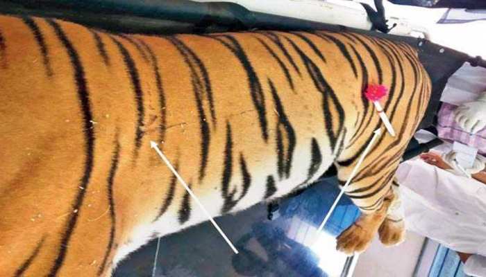 बाघिन अवनि को मारने में नियमों को ताक पर रखा गया, पोस्टमार्टम रिपोर्ट में हुआ खुलासा बाघिन अवनि को मारने में नियमों को ताक पर रखा गया, पोस्टमार्टम रिपोर्ट में हुआ खुलासा