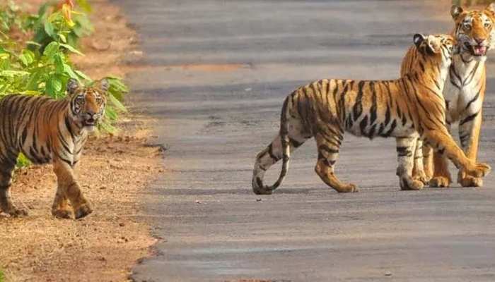 महाराष्ट्र में पर्यटकों के वाहन के पीछे दौड़ी बाघिन, VIDEO हुआ वायरल महाराष्ट्र में पर्यटकों के वाहन के पीछे दौड़ी बाघिन, VIDEO हुआ वायरल