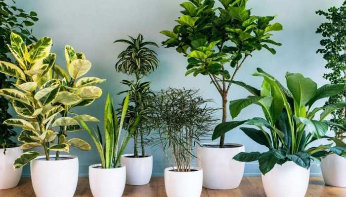 indoor plants that purify the air around you naturally Lifestyle indoor plants that purify the air around you naturally Lifestyle