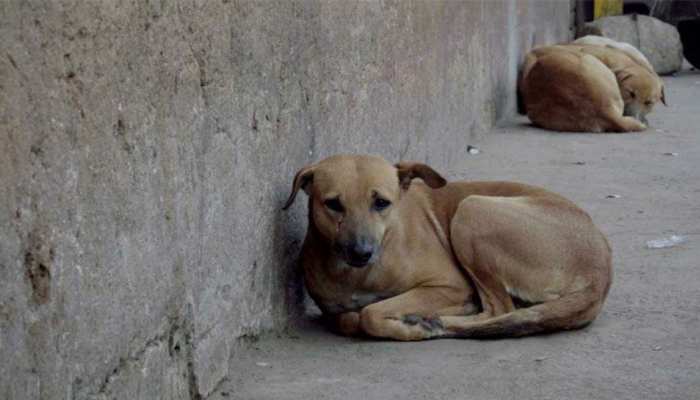 कर्नाटक : आवारा कुत्तों की हत्या पर लगेगा रोक! HC जल्द करेगा सुनवाई कर्नाटक : आवारा कुत्तों की हत्या पर लगेगा रोक! HC जल्द करेगा सुनवाई