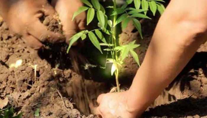 22 करोड़ पौधे लगाकर योगी सरकार यूपी में तोड़ेगी अपना ही रिकॉर्ड 22 करोड़ पौधे लगाकर योगी सरकार यूपी में तोड़ेगी अपना ही रिकॉर्ड