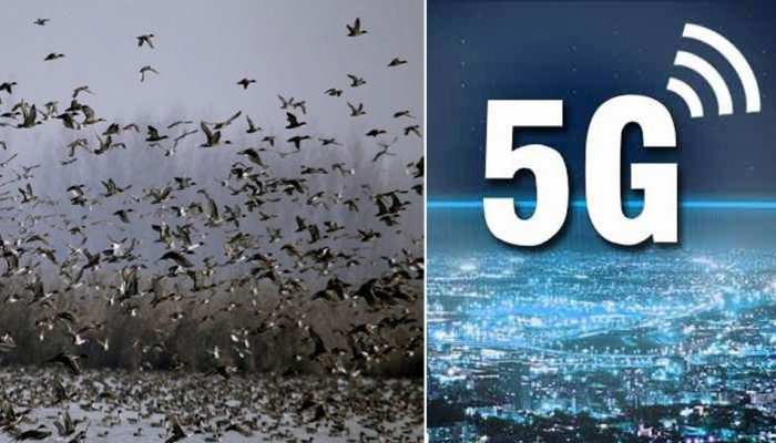 सच साबित हुआ अक्षय कुमार की 2.0 का खतरा! नीदरलैंड में 5G से सैकड़ों पक्षियों की जान गई सच साबित हुआ अक्षय कुमार की 2.0 का खतरा! नीदरलैंड में 5G से सैकड़ों पक्षियों की जान गई