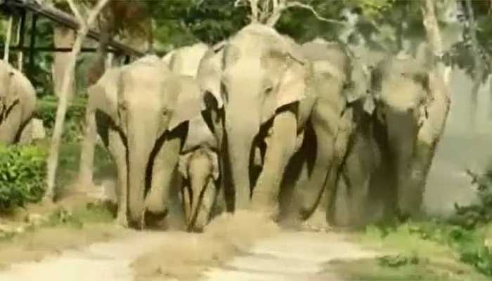 असम में राइस बियर के लिए हाथी मचा रहे उत्पात, चाय बागानों में मजूदरों का जीना दूभर असम में राइस बियर के लिए हाथी मचा रहे उत्पात, चाय बागानों में मजूदरों का जीना दूभर