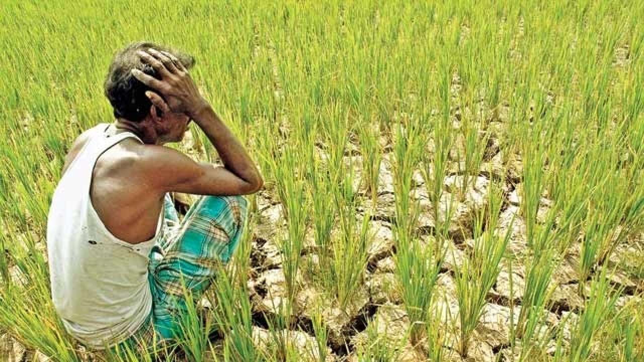rj kisan 1 rj kisan 1
